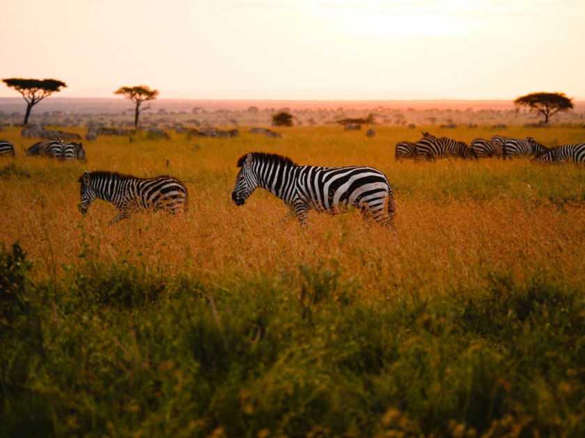 3. Sunrise over the Serengeti